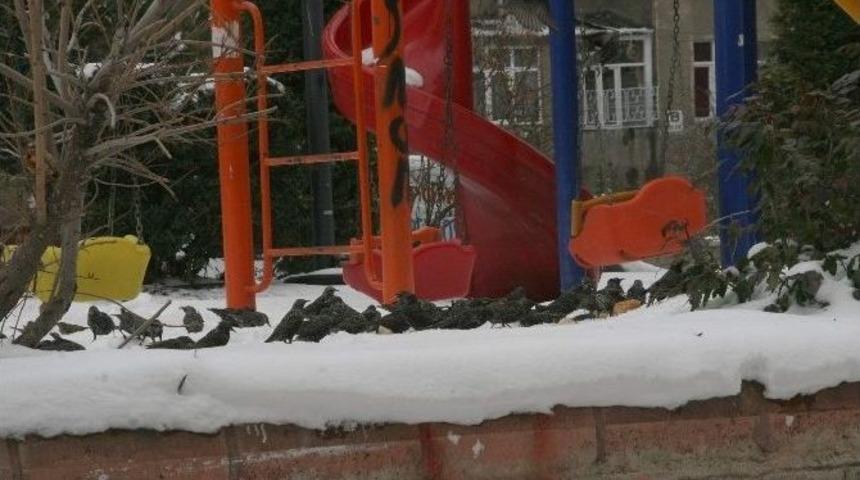 Yozgat&rsquo;ta Duyarlı Vatandaşlar Kuşlar İ&ccedil;in Parklara Yem Bıraktı