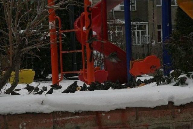 Yozgat’ta Duyarlı Vatandaşlar Kuşlar İçin Parklara Yem Bıraktı 1