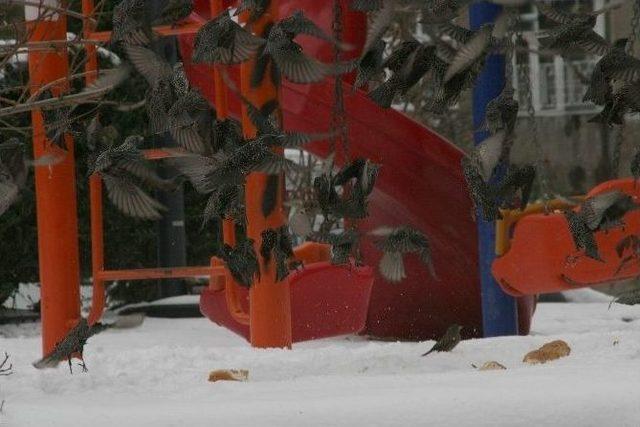 Yozgat’ta Duyarlı Vatandaşlar Kuşlar İçin Parklara Yem Bıraktı 2