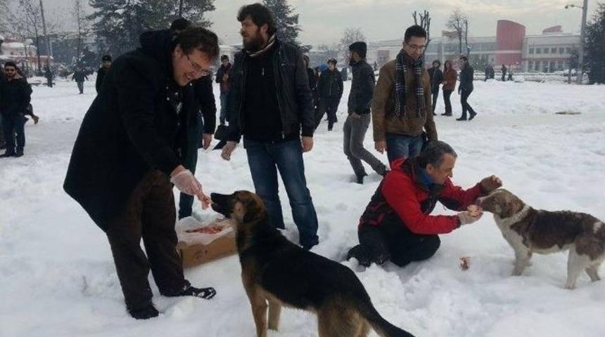 Sokak Hayvanlarına Yem Bıraktılar