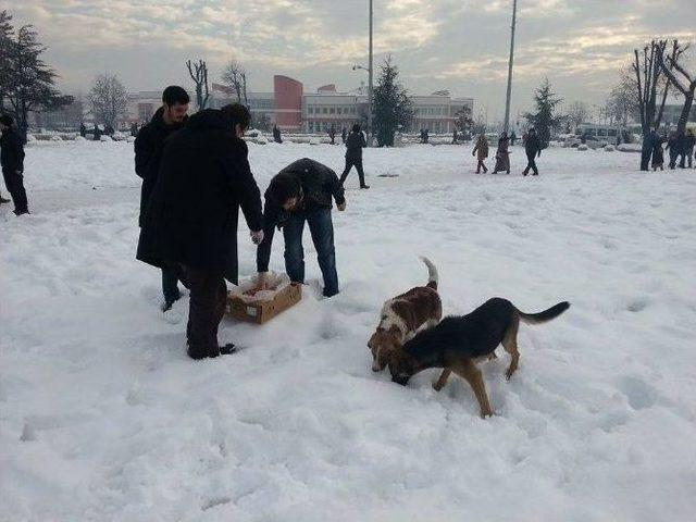 Sokak Hayvanlarına Yem Bıraktılar