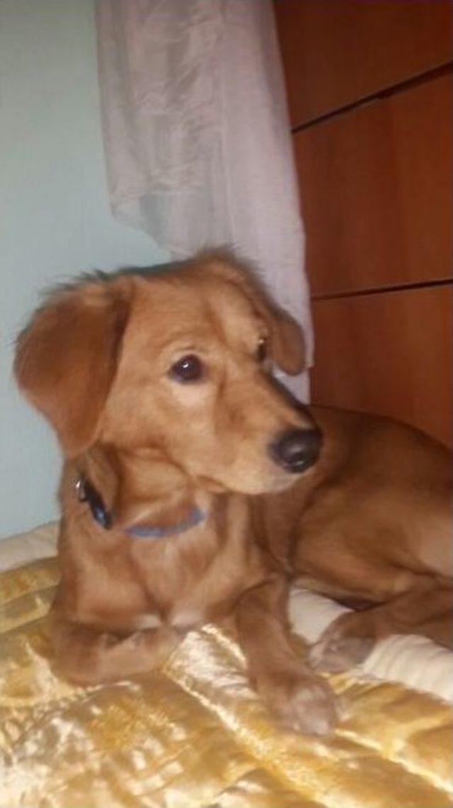 (özel Haber) Günlerdir ‘her Şeyim’ Dediği Kayıp Köpeğini Arıyor