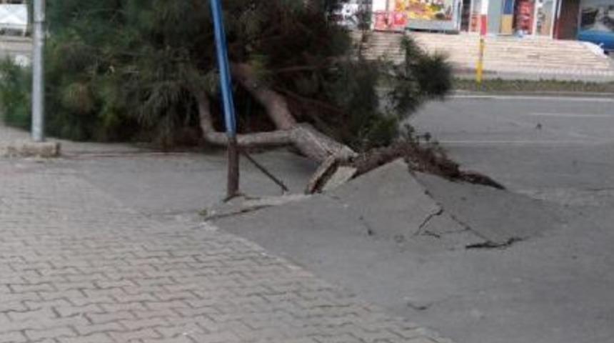 Samsun'da Şiddetli R&uuml;zgar Ağa&ccedil;ları Devirdi