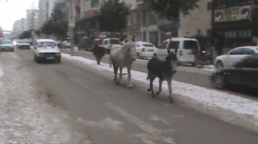Trafikte At Ve Eşek Kovalamacası