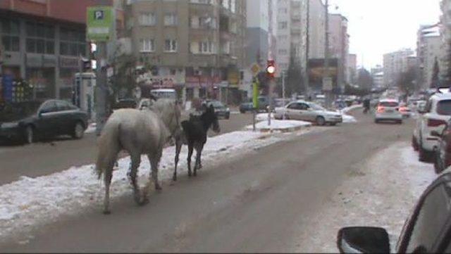 Trafikte At Ve Eşek Kovalamacası