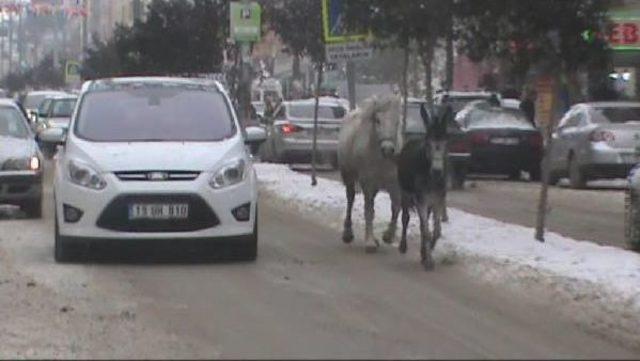 Trafikte At Ve Eşek Kovalamacası