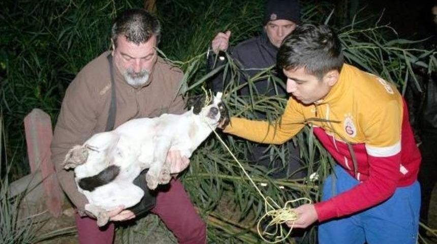 Sokak K&ouml;peklerini Av T&uuml;feğiyle Yaraladılar