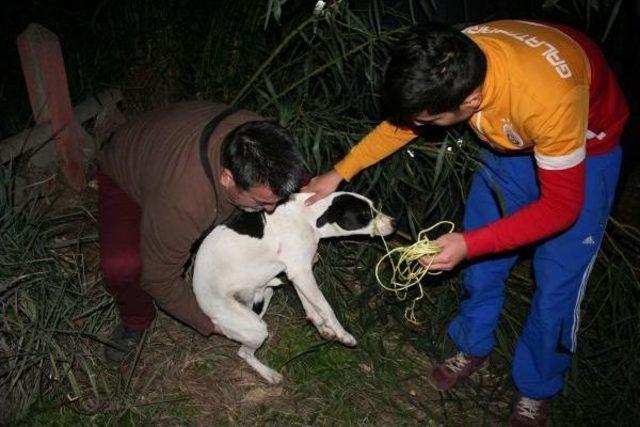 Sokak Köpeklerini Av Tüfeğiyle Yaraladılar