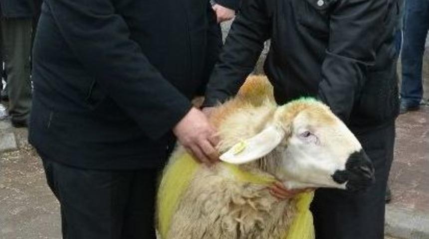 Sosyal Risk Altında Olan &Ccedil;ift&ccedil;ilere Damızlık Koyun Ve Ko&ccedil; Dağıtıldı