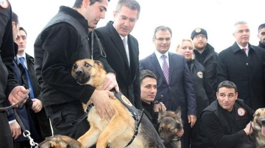 Dedekt&ouml;r K&ouml;pekler G&uuml;mr&uuml;k Kapılarına Hazır