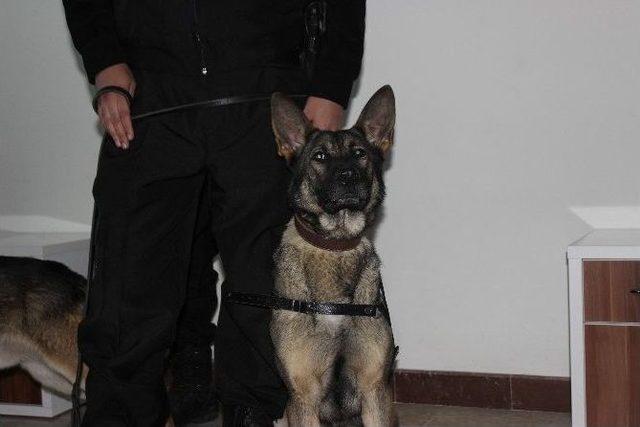 Dedekt&ouml;r K&ouml;pekler G&uuml;mr&uuml;k Kapılarına Hazır 1