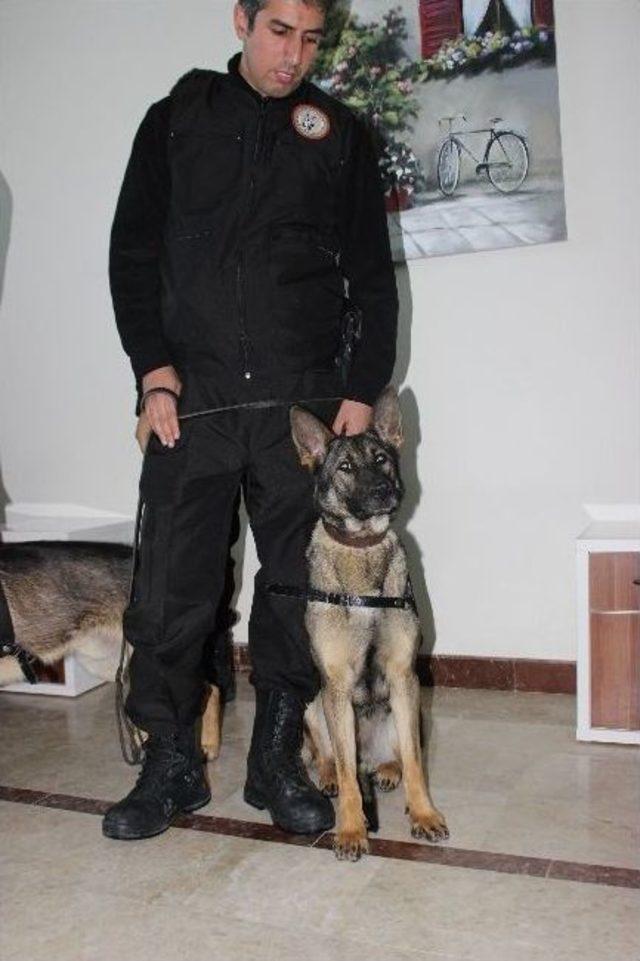 Dedekt&ouml;r K&ouml;pekler G&uuml;mr&uuml;k Kapılarına Hazır 2