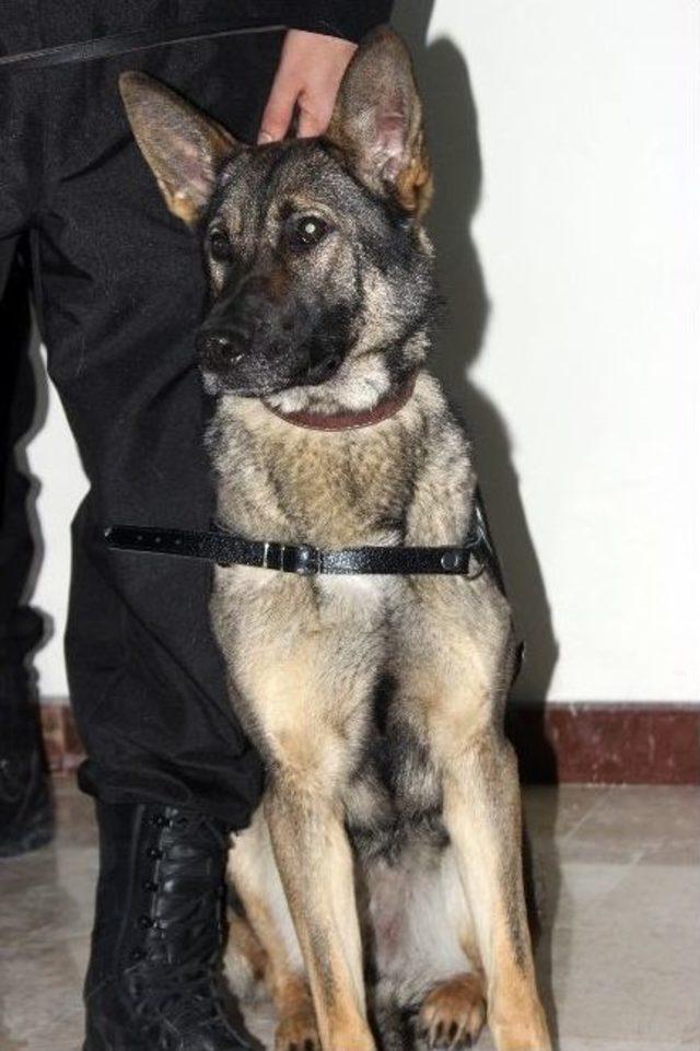 Dedekt&ouml;r K&ouml;pekler G&uuml;mr&uuml;k Kapılarına Hazır 3