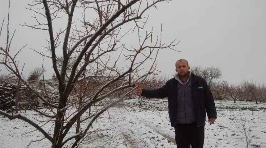 Kar Yağışı Meyve &Uuml;reticilerine Yaradı
