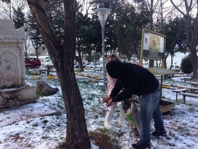 Akçakoca Belediyesi Sokak Hayvanlarına Yiyecek Dağıtıyor