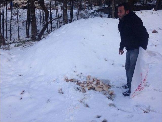 Akçakoca Belediyesi Sokak Hayvanlarına Yiyecek Dağıtıyor