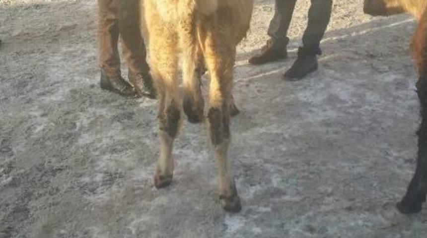 B&uuml;y&uuml;kbaş Hayvan Hırsızları Su&ccedil;&uuml;st&uuml; Yakalandı