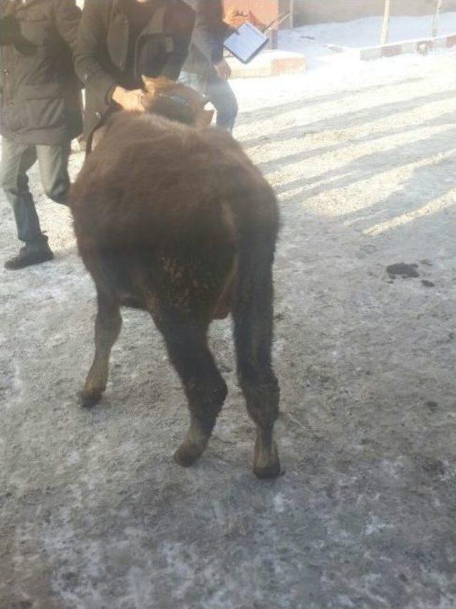 Büyükbaş Hayvan Hırsızları Suçüstü Yakalandı