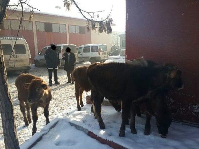 Büyükbaş Hayvan Hırsızları Suçüstü Yakalandı