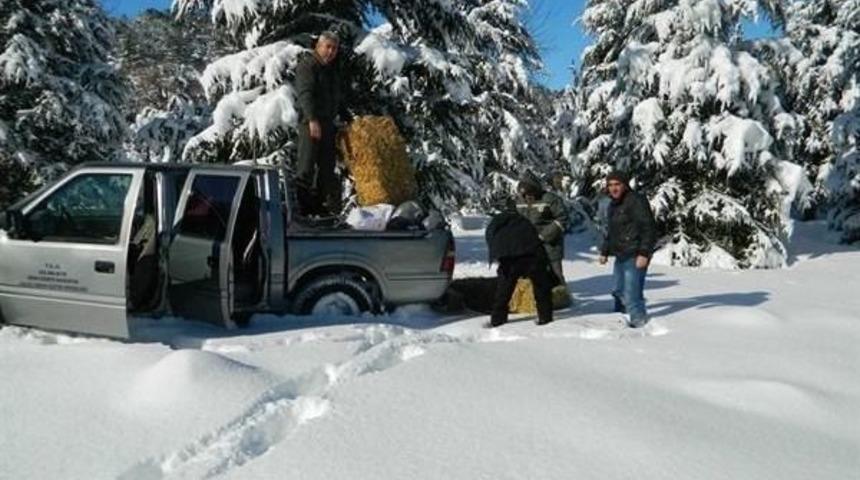 Yaban Hayvanları I&ccedil;in Yem Bırakıldı