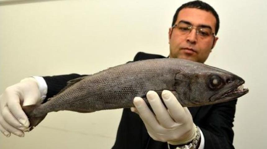 Zehirli Okyanus Balığı Mersin K&ouml;rfezi'nde