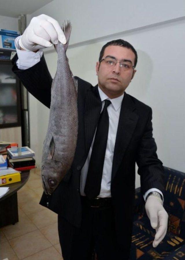 Zehirli Okyanus Balığı Mersin K&ouml;rfezi nde 2