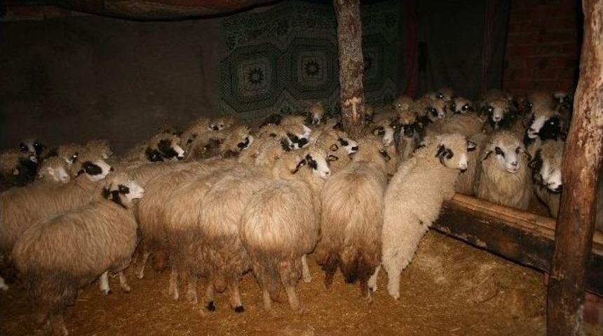 500 Koyuna Seferberlik