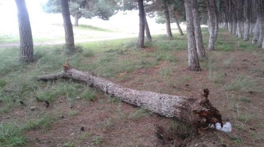 İznik G&ouml;l&uuml; Kenarında Devrilen &Ccedil;amlara Bakım