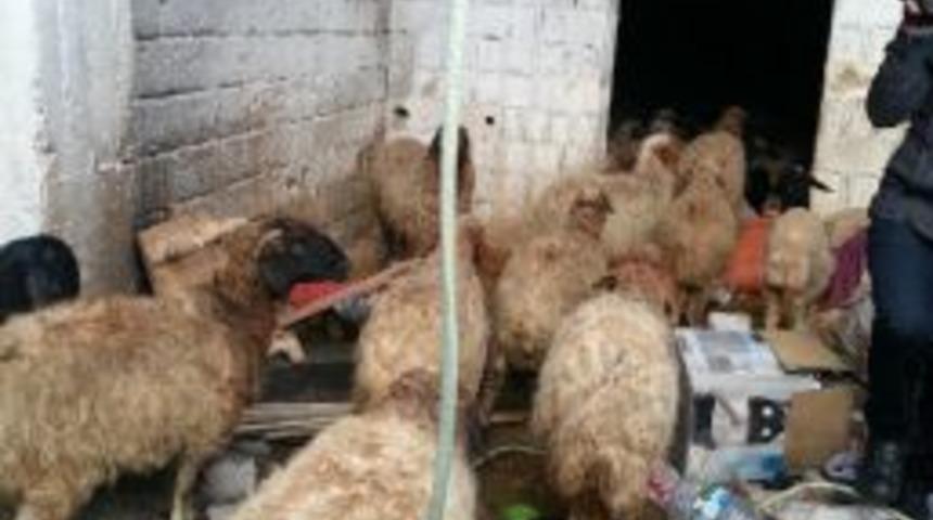 Birecik&rsquo;Te Koyun Hırsızlığına 2 Tutuklama