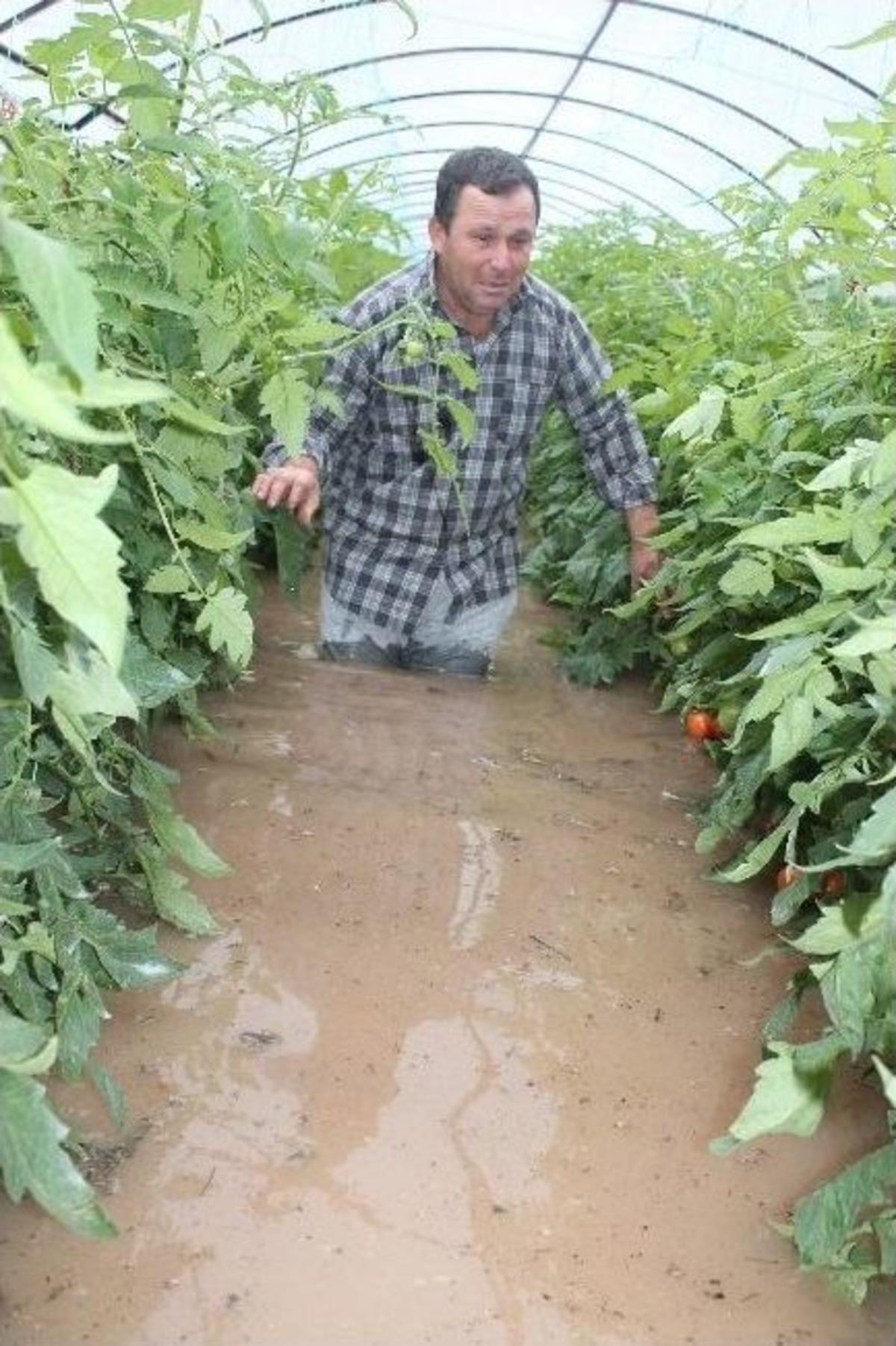 &Ccedil;aresizliğin, Y&uuml;rekleri Burkan G&ouml;zyaşları