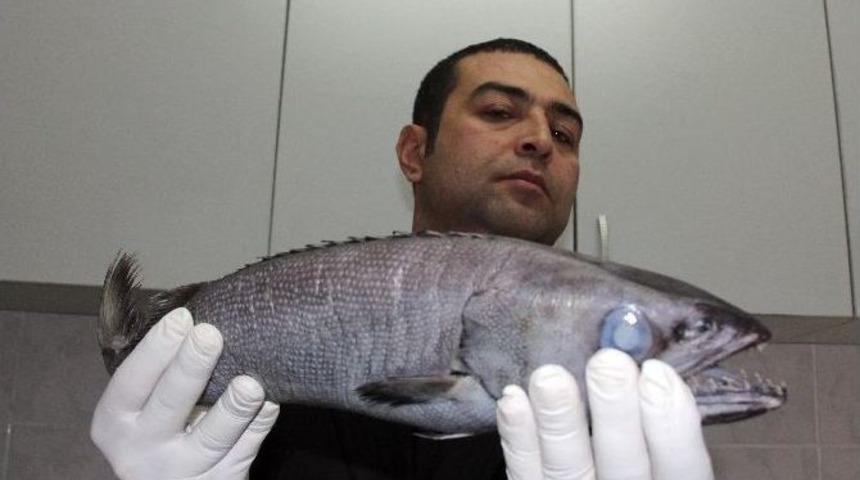 Mersin&rsquo;de Zehirli Okyanus Balığı Yakalandı