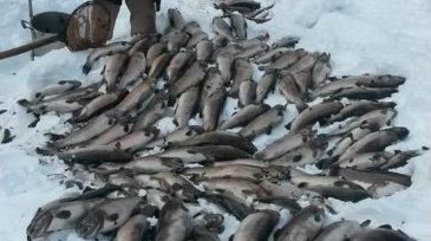 Havuzlar Buz Tuttu, Alabalıklar Donarak Telef Oldu