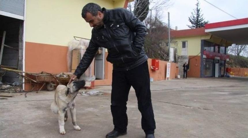 Sakat K&ouml;peğe Polis, Jandarma Ve Vatandaş Sahip &Ccedil;ıktı