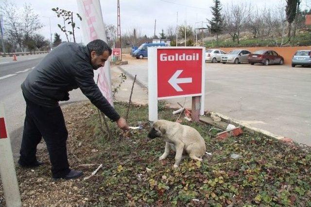 Sakat Köpeğe Polis, Jandarma Ve Vatandaş Sahip Çıktı