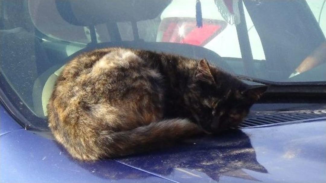 Soğukluk Sokak Kedilerini Ara&ccedil; Kaputuna Sığındırdı