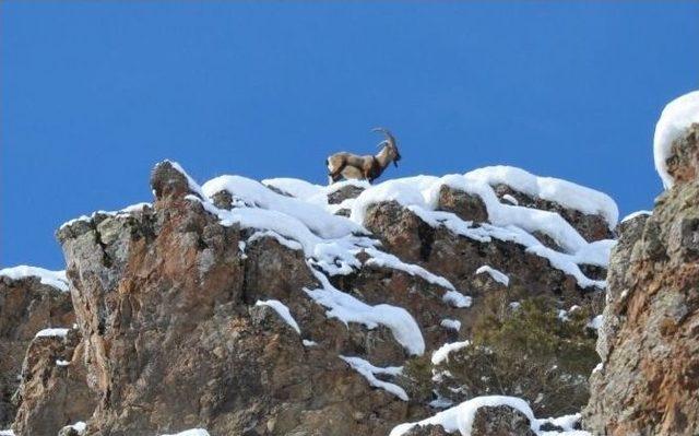 Zorda Kalan Yaban Hayvanları İçin Doğaya Yem Bırakıldı