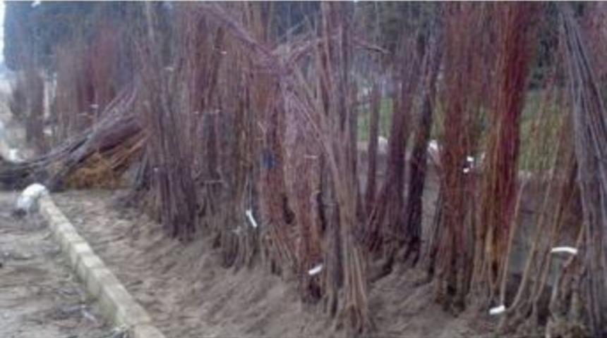 Iğdır&rsquo;da Fidan Satış Yeri Belirlendi