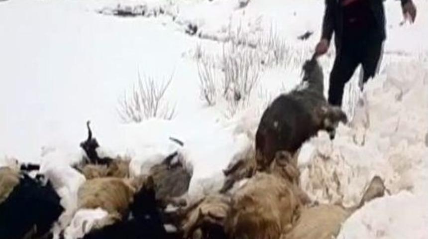 Kulp&rsquo;ta Ahır Yıkıldı 21 Hayvan Telef Oldu