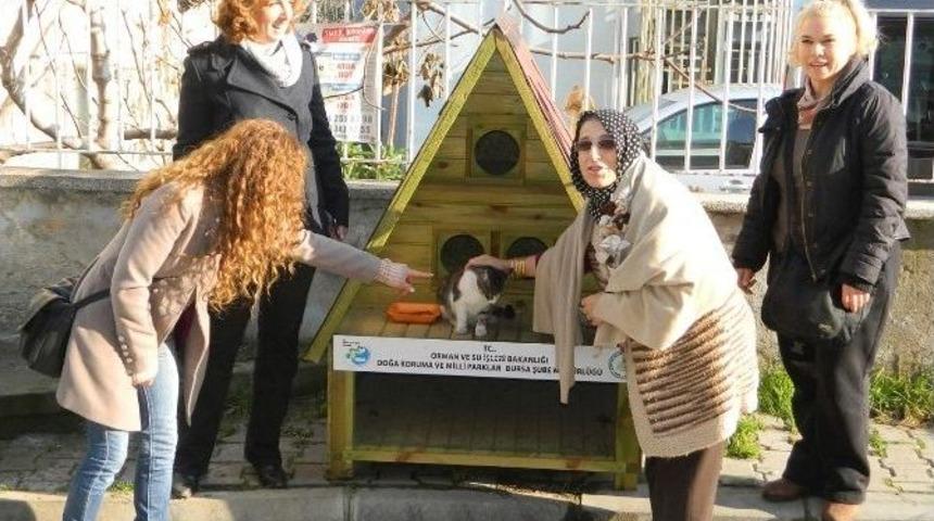 Mudanya&rsquo;daki Kediler Villa Tepi Evlerde Kalacak