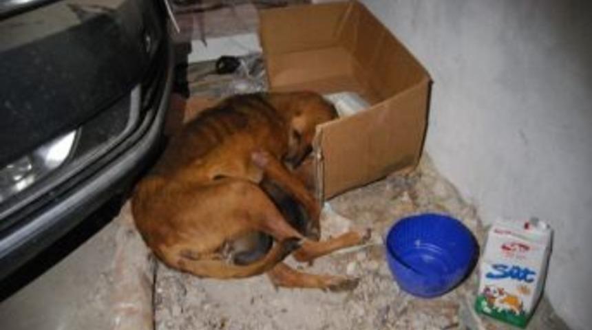 Kışın Ortasında Yavrulayan K&ouml;pek Belediye&rsquo;ye Sığındı