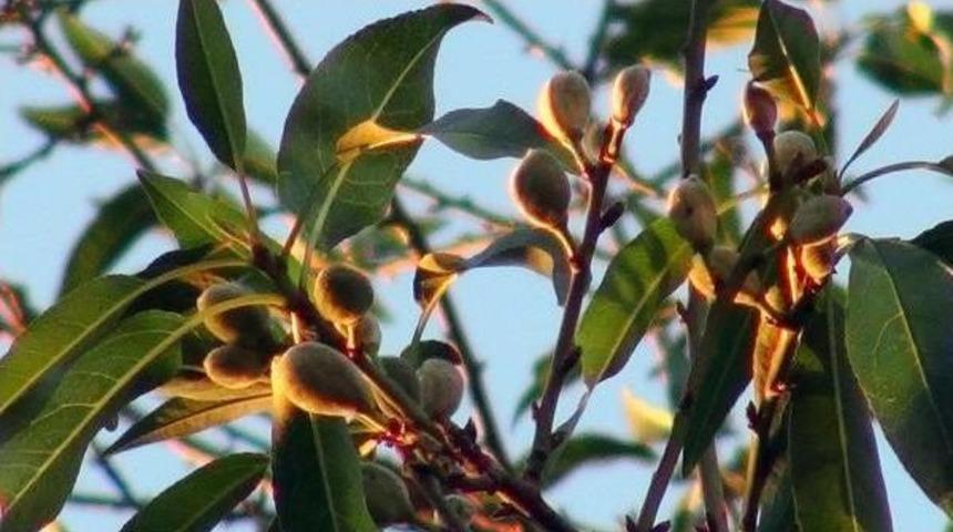 Marmaris'te Badem Ağa&ccedil;ları Şaşırttı