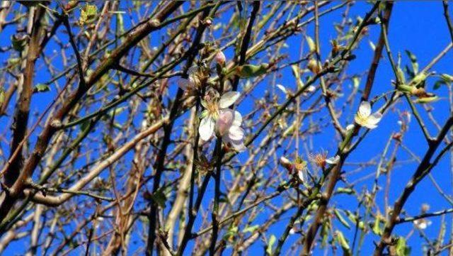 Marmaris te Badem Ağa&ccedil;ları Şaşırttı 1