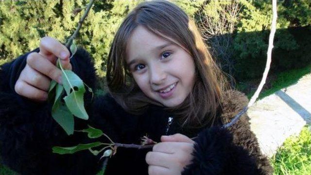 Marmaris te Badem Ağa&ccedil;ları Şaşırttı 2