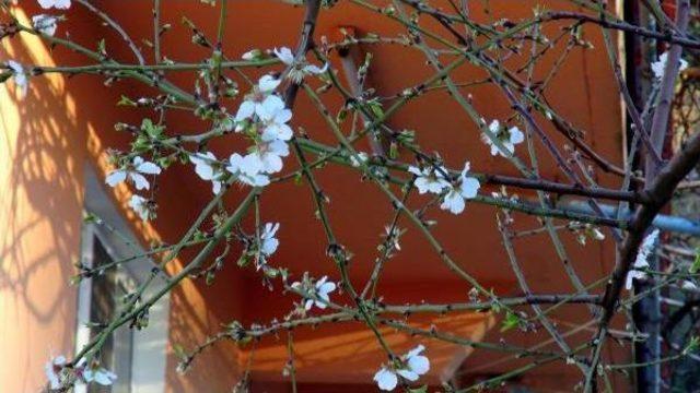 Marmaris te Badem Ağa&ccedil;ları Şaşırttı 3