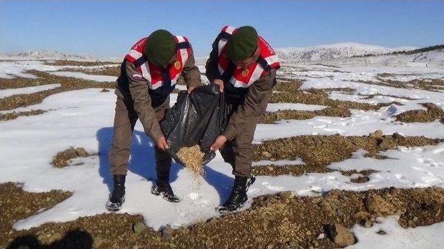 Yozgat&rsquo;ta Jandarma Yaban Hayvanları İ&ccedil;in Doğaya Yem Bıraktı 2