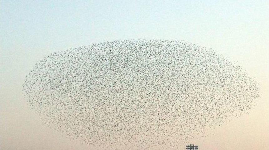 Kuşların Dansı G&ouml;rsel Ş&ouml;len Sunuyor