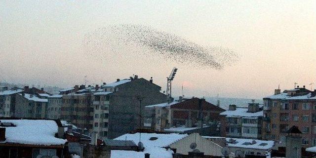 Kuşların Dansı G&ouml;rsel Ş&ouml;len Sunuyor 1