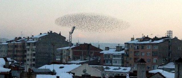 Kuşların Dansı G&ouml;rsel Ş&ouml;len Sunuyor 2