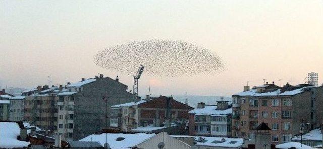 Kuşların Dansı G&ouml;rsel Ş&ouml;len Sunuyor 3