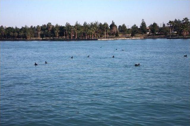 Seyhan Nehri’nde Yüzey Temizliği